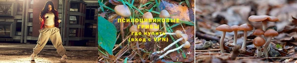ПСИЛОЦИБИНОВЫЕ ГРИБЫ Ессентукская
